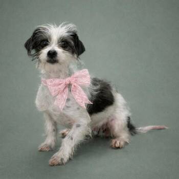 Terrier and Shih Tzu Dogs Available for Adoption - Icelyn — An 11‑Pound Sweetheart Who Loves Everyone | PetCurious