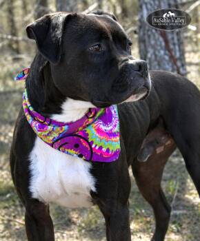 Mixed Breed Dogs Available for Adoption in Grayling, Michigan - Flynn | PetCurious