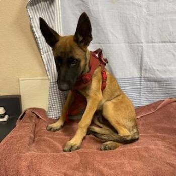 ODIN -  Belgian Shepherd Malinois and Mixed Breed Dog for Adoption in Modesto, California - ODIN | PetCurious