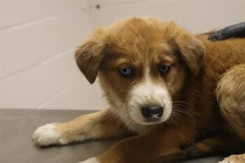 Mixed Breed Dogs Available for Adoption in Columbia, South Carolina - WIGGLET | PetCurious