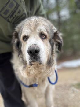 Anna -  Great Pyrenees Dog Available for Adoption in Neshkoro, Wisconsin - Anna | PetCurious