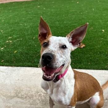 Cattle Dog Dogs Available for Adoption in Albuquerque, New Mexico - Bessie | PetCurious
