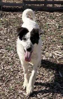 Great Pyrenees Dogs Available for Adoption in Brighton, Colorado - 314-26 DJ | PetCurious