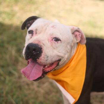 DRAGO -  American Staffordshire Terrier Dog for Adoption in San Antonio, Texas - DRAGO | PetCurious