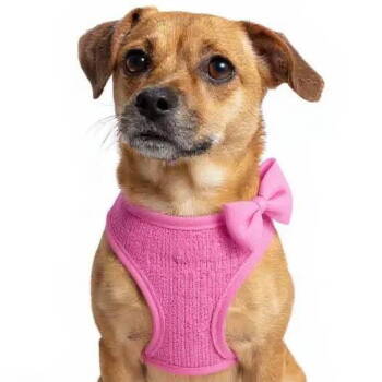 Rescue Terrier Dogs for Adoption in Grand Bay, Alabama - Bounce | PetCurious