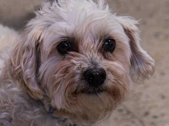 Maltese and Poodle Dogs Available for Adoption in Farmington, Minnesota - Oliver | PetCurious