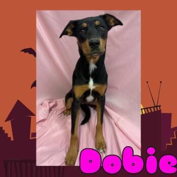 Dobie -  Labrador Retriever and Mixed Breed Dog for Adoption in Royse City, Texas - Dobie | PetCurious