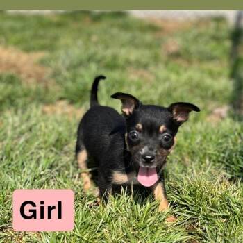 Mixed Breed Dogs Available for Adoption in Kittanning, Pennsylvania - Burdette 2 | PetCurious