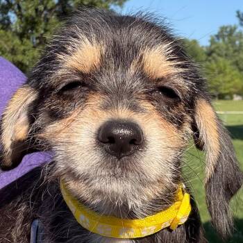 Faithe - yellow -  Terrier and Miniature Pinscher Dog for Adoption in Greenfield, Indiana - Faithe - Yellow | PetCurious