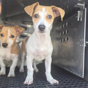 Regina -  Jack Russell Terrier Dog for Adoption in Wahiawa, Hawaii - Regina | PetCurious