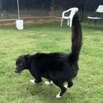 Jordan -  Australian Kelpie and Husky Dog for Adoption in Chattanooga, Tennessee - Jordan | PetCurious
