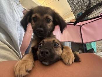 Honey -  Mixed Breed Dog for Adoption in Honolulu, Hawaii - Honey | PetCurious