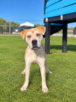 Wednesday -  Mixed Breed Dog for Adoption in Wooster, Ohio - Wednesday | PetCurious