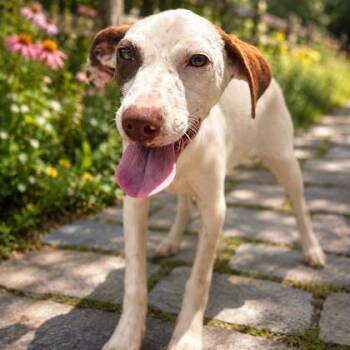 Cedar -  Labrador Retriever and Mixed Breed Dog for Adoption in Marshall, Texas - Cedar | PetCurious