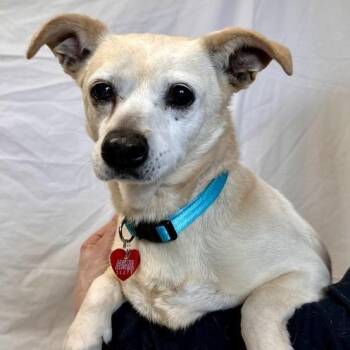 Mixed Breed Dogs Available for Adoption in Medford, Oregon - Katrina | PetCurious