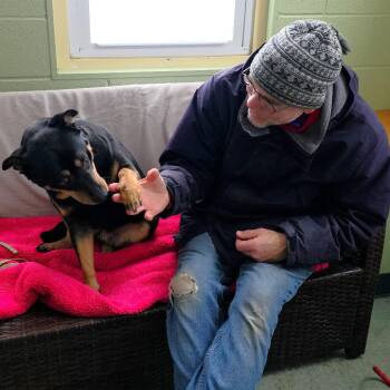 Labrador Retriever and Rottweiler Dogs Available for Adoption - Molly | PetCurious