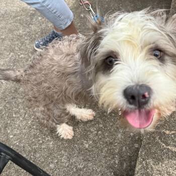 Jonathan -  Shih Tzu Dog for Adoption in Prospect, Kentucky - Jonathan | PetCurious