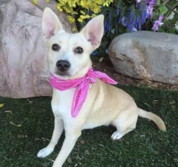 Caya -  Chihuahua and Australian Cattle Dog Blue Heeler Dog for Adoption in Shawnee, Oklahoma - Caya | PetCurious