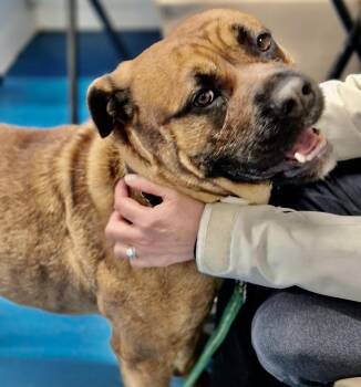 Bullmastiff and Mixed Breed Dogs Available for Adoption in Toronto, Ontario - Stella | PetCurious
