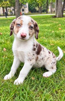 Chloe -  Australian Shepherd and Chihuahua Dog for Adoption in New Baltimore, Michigan - Chloe | PetCurious