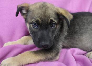 Frank -  German Shepherd Dog Dog for Adoption in Thief River Falls, Minnesota - Frank | PetCurious