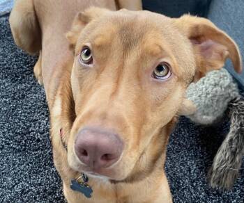 Rescue Labrador Retriever and German Shepherd Dog Dogs for Adoption in Petaluma, California - Twix | PetCurious