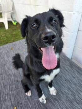 Prada -  Mixed Breed Dog for Adoption in Savannah, Georgia - Prada | PetCurious
