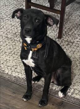 Harper -  Black Labrador Retriever Dog for Adoption in Douglas, Massachusetts - Harper | PetCurious