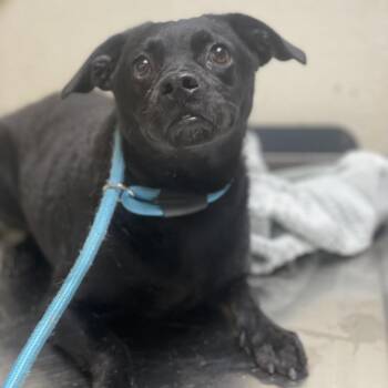 Chihuahua and Mixed Breed Dogs Available for Adoption - Charlotte | PetCurious