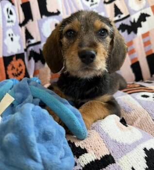 Ginger -  Terrier and Retriever Dog for Adoption in Cheektowaga, New York - Ginger | PetCurious