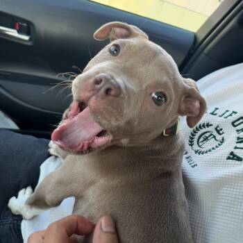 Rescue American Staffordshire Terrier Dogs for Adoption in Riverside, California - Fiora | PetCurious