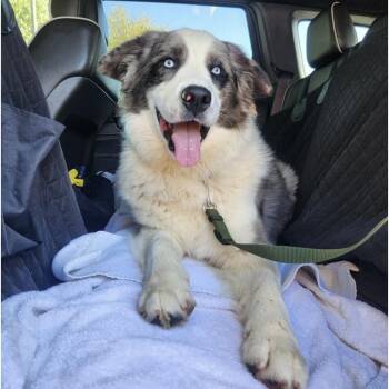 Australian Shepherd Dogs Available for Adoption in South Plainfield, New Jersey - Blue | PetCurious