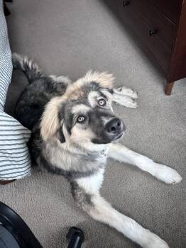 Anatolian Shepherd and Great Pyrenees Dogs Available for Adoption in Denver, Colorado - Hunter | PetCurious