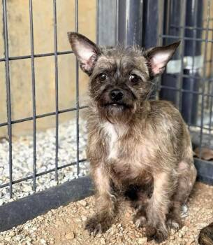 Mixed Breed Dogs Available for Adoption in Shelburne, Vermont - Strawberry | PetCurious