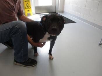 A388327 -  Pit Bull Terrier Dog for Adoption in Ocala, Florida - A388327 | PetCurious