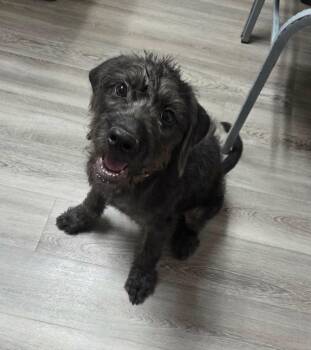 Sylvie DK in MS -  Standard Poodle Dog for Adoption in Warwick, Rhode Island - Sylvie DK In MS | PetCurious