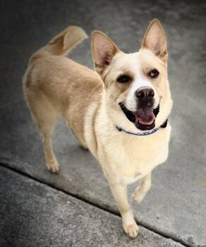 Turner -  Mixed Breed Dog for Adoption in Sandy Springs, Georgia - Turner | PetCurious