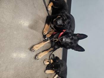 Whiskey -  German Shepherd Dog Dog for Adoption in Mesa, Arizona - Whiskey | PetCurious