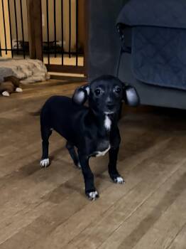 Poppy -  Chihuahua and Dachshund Dog for Adoption in Stoughton, Massachusetts - Poppy | PetCurious