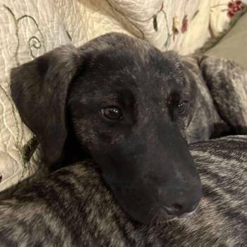 Rescue Australian Cattle Dog Blue Heeler Dogs for Adoption in Kempner, Texas - Bingo | PetCurious