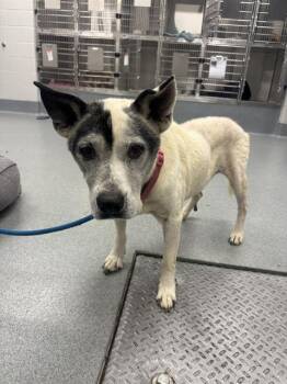 BABY GIRL -  Australian Cattle Dog Blue Heeler Dog for Adoption in Indianapolis, Indiana - BABY GIRL | PetCurious