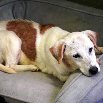 Ethel -  Beagle and Mixed Breed Dog for Adoption in Evensville, Tennessee - Ethel | PetCurious