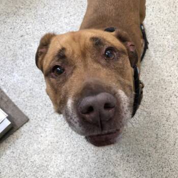 Erie -  Mixed Breed Dog for Adoption in Oak Park, Illinois - Erie | PetCurious