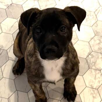 Topaz -  Terrier Dog for Adoption in Walden, New York - Topaz | PetCurious