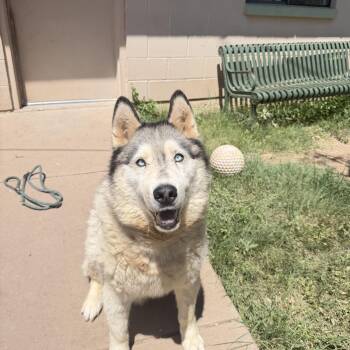 Milo -  Siberian Husky and Alaskan Malamute Dog for Adoption in Bisbee, Arizona - Milo | PetCurious