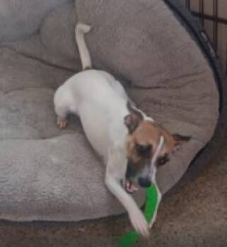 Mocca -  Jack Russell Terrier Dog for Adoption in Harrison, New York - Mocca | PetCurious