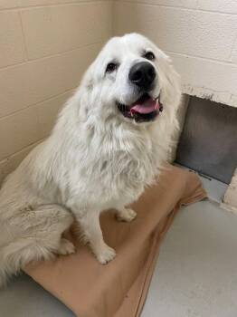 Juju -  Great Pyrenees Dog for Adoption in Black Eagle, Montana - Juju | PetCurious