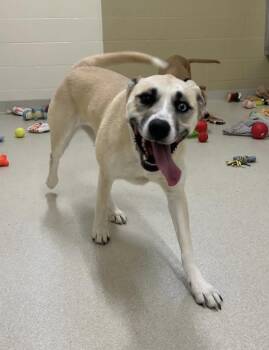 Husky Dogs Available for Adoption in Ashland, Ohio - Luna | PetCurious