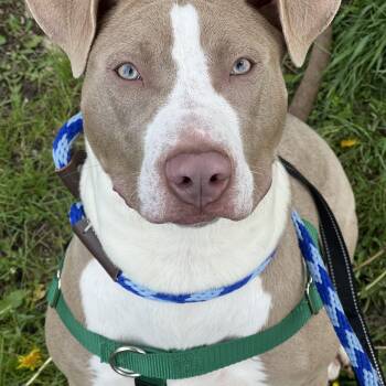Pit Bull Terrier Dogs Available for Adoption in Midlothian, Illinois - Leyla | PetCurious