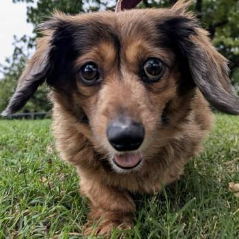 Dachshund Dogs Available for Adoption in Pelham, New Hampshire - Lucy  | PetCurious